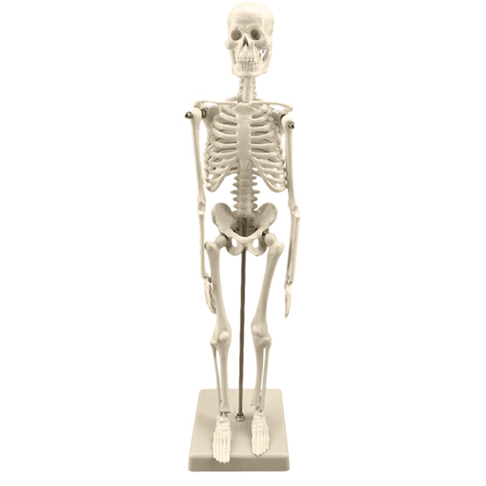 45Cm Menselijk Skelet Model Anatomisch Skelet Model Medische Leren Educatief Training Aid Halloween Party Decoratie