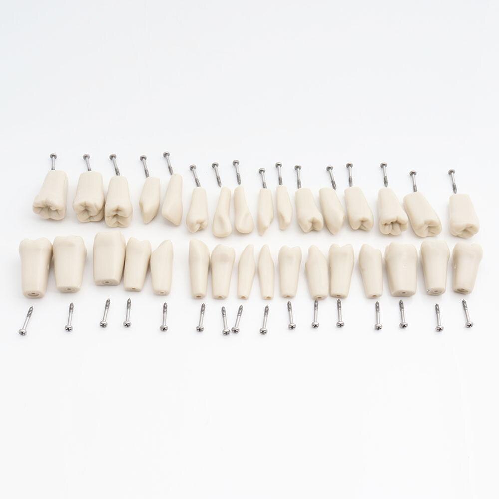 Adc akkrediteret model tandtænder model dental undervisning model demonstration tand model med aftagelige 32 stk tænder: 32 stk tænder