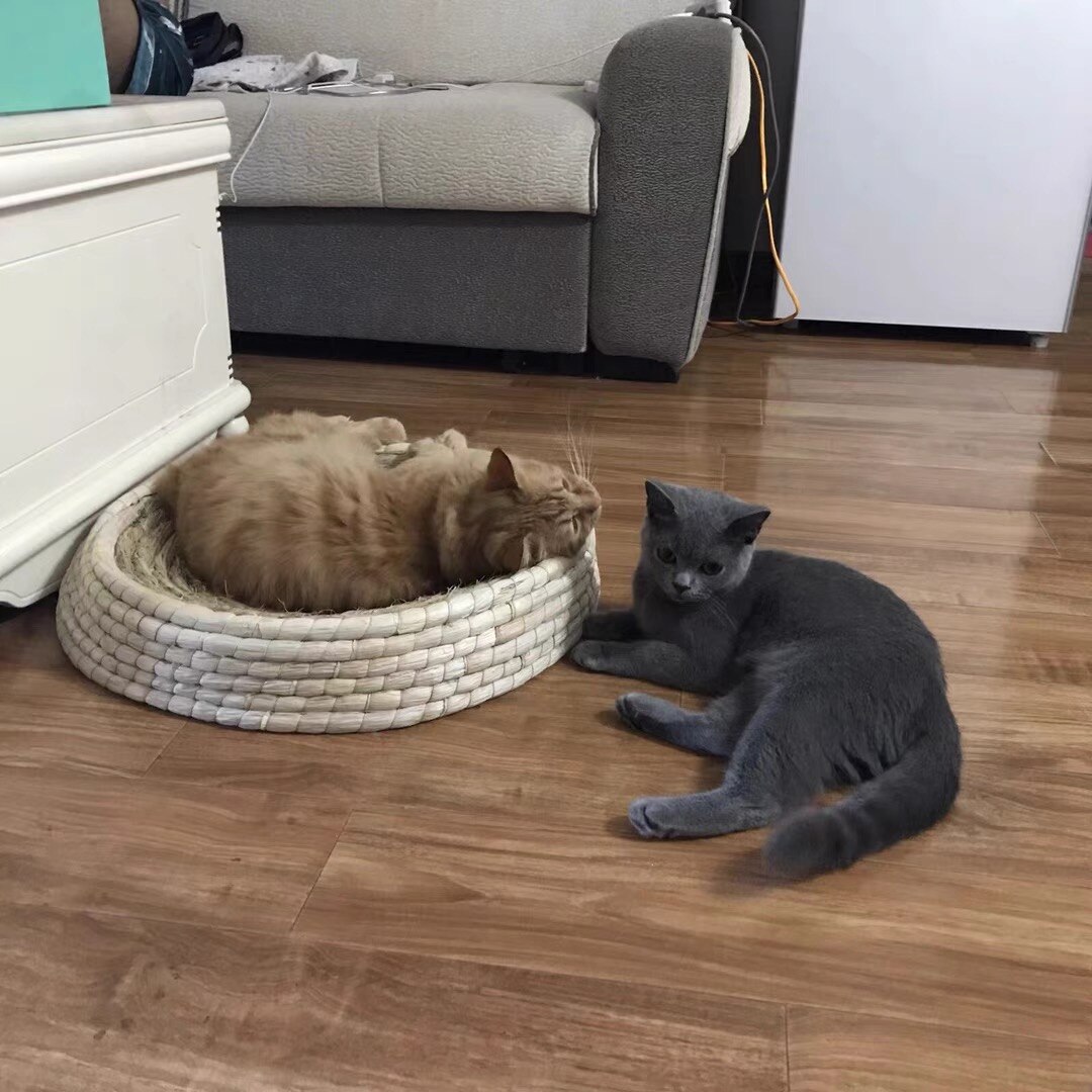 Handmade Cat Bed Biodegradable Pet Straw Braided B... Grandado