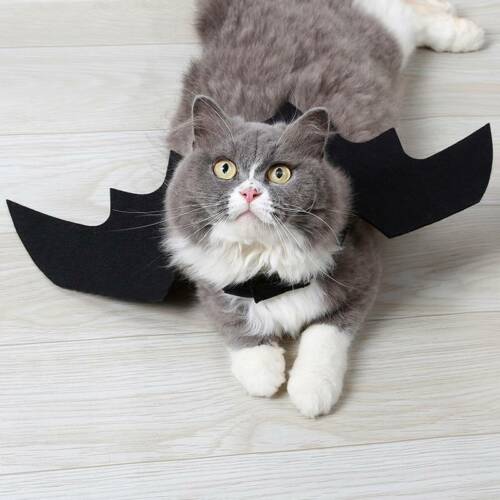 Halloween huisdier hond kostuums vleermuisvleugels vampier zwart schattig verkleedkostuum halloween huisdier hond kat kostuum