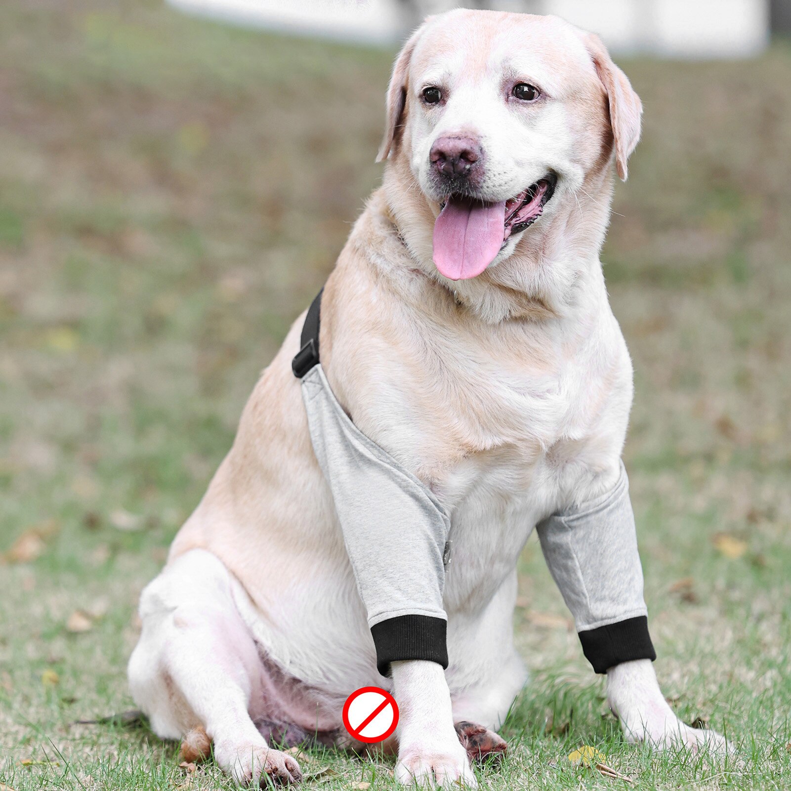 Protège-coude avant pour chien, manchon doux et respirant, soulagement de la douleur, soutien des épaules, coussinets d&#39;orthèse réglables pour chien