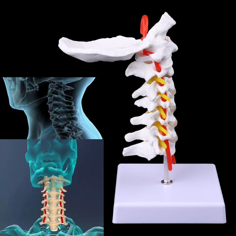 Vértebra Cervical, Arteria, columna vertebral, modelo anatómico, tamaño natural, DXAB
