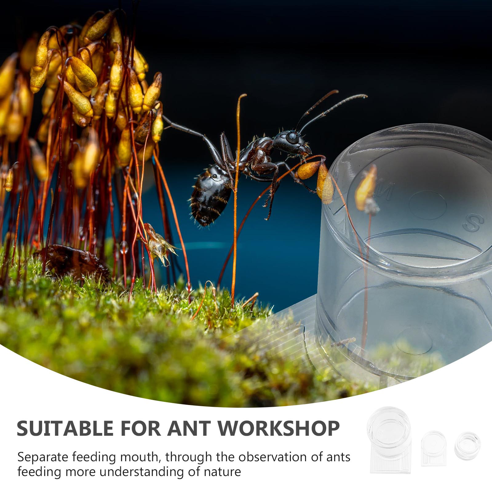 4 Stuks Ant Farm Water Feeders Ant Nest Water Voeden Gebied Transparante Anti Feeder