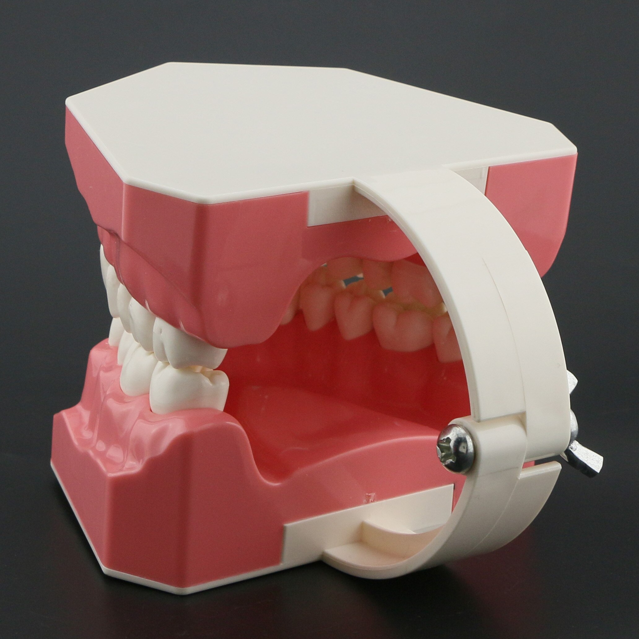 Dental Model Brushing Flossing Practice Teeth Typodonts Model Teaching Studying M7010