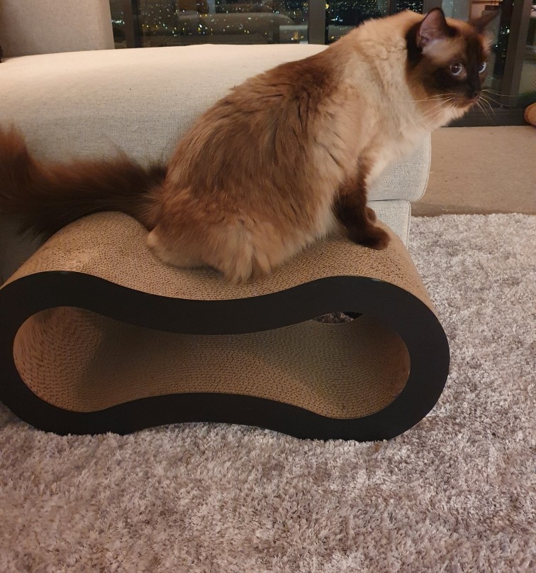 Ultimate Cat Scratcher Lounge Bed Fat Cat Bed Cardboard Paper Cat Toy Scratching Pad Black_ Fatty Cute