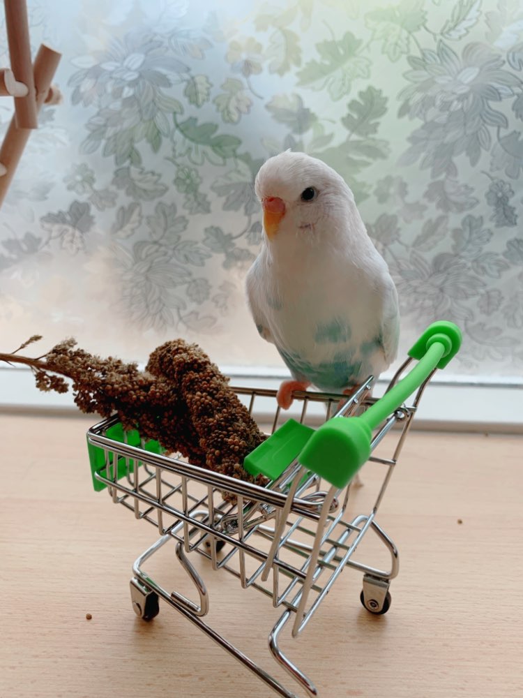 1Pc 12*11.5*7.5Cm Grappige Mini Vogel Papegaai Muis Kat Speelgoed Supermarkt Winkelwagentje Intelligentie Groei papegaai Speelgoed
