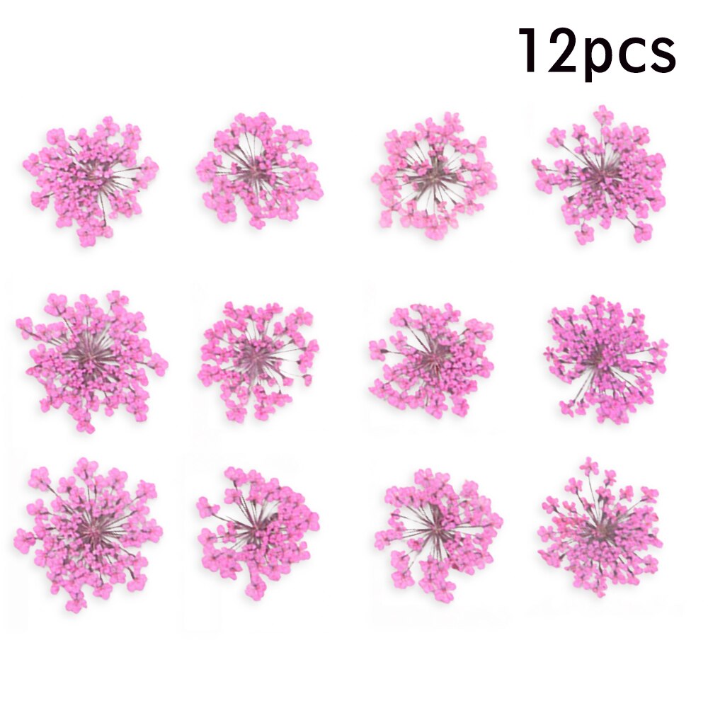 12/30Pcs Pressed Dried Ammi Majus Flower Dry Plants Necklace Jewelry Making Craft DIY Accessories Artificial Flower Decorations: 08