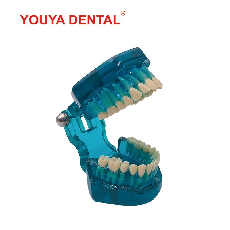 1:1 Resin Dental Model Teeth Teaching Model For Studying Dentist Transparent Standard Typodont Tooth Model Jaw Dentistry Product