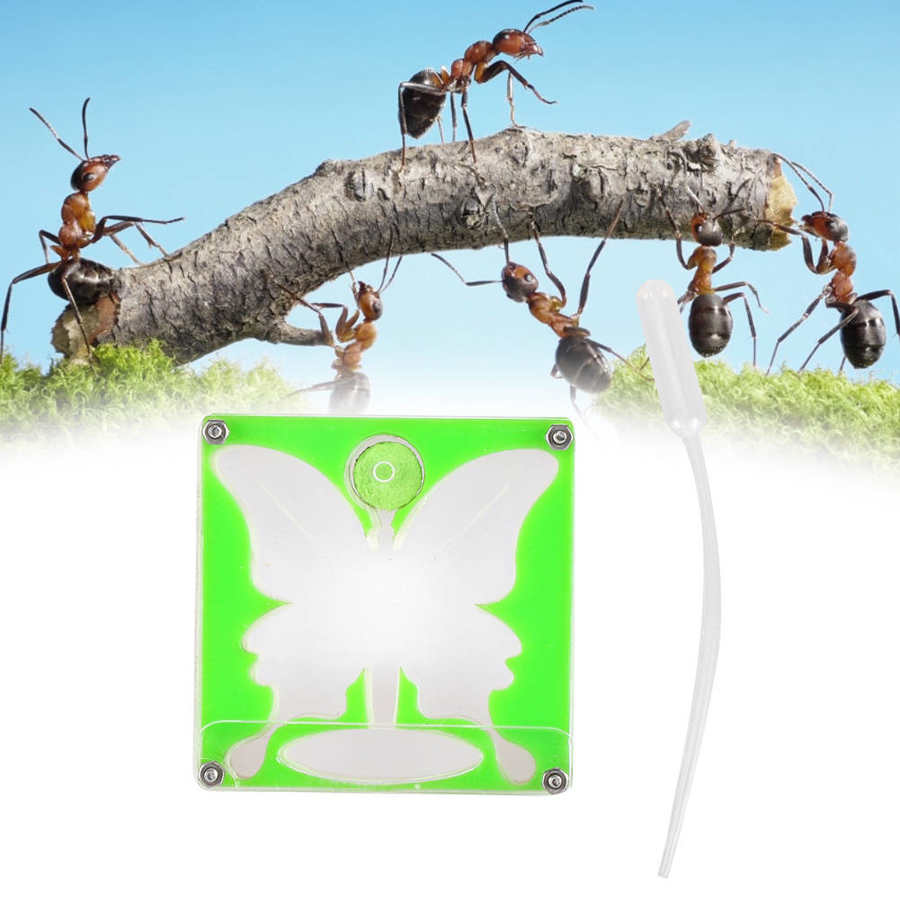 Insect Box Mini Ants Nest Ant Farm Acrylic Gypsum for Young Queens and Small Colonies Ants House Ant Home Insect Cage