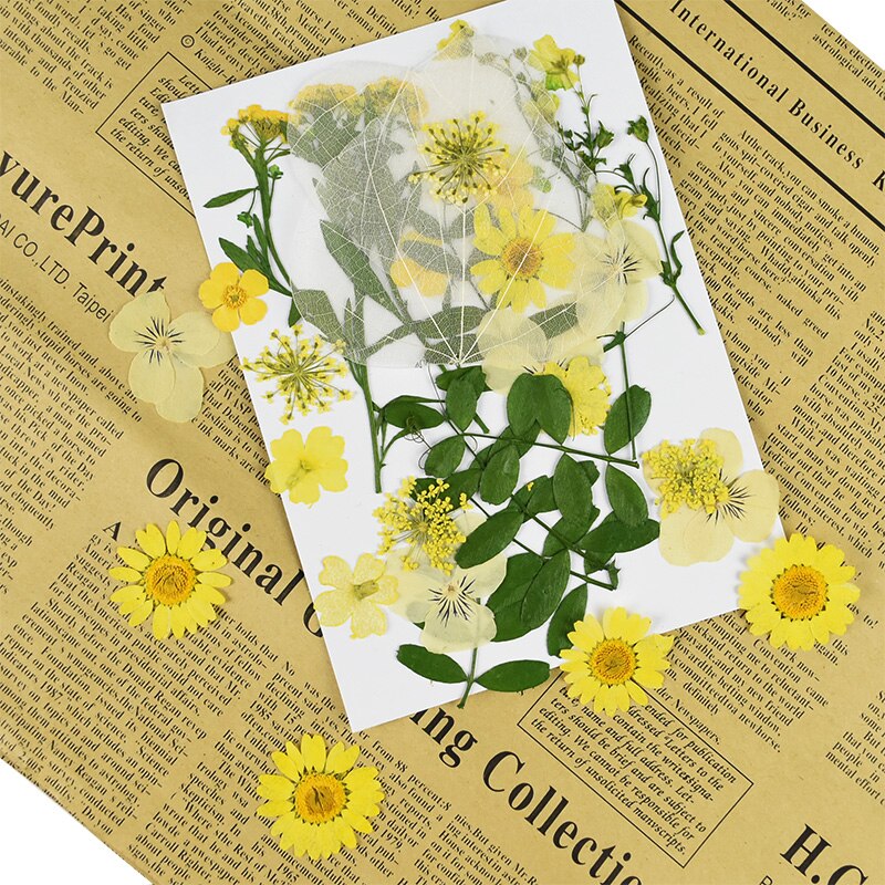 1Pc Kleine Gedroogde Bloemen Pressed Daisy Bloem Festival Party Home Diy Scrapbooking Decoratie Droog Daisy Bloemen Decor Levert 8z