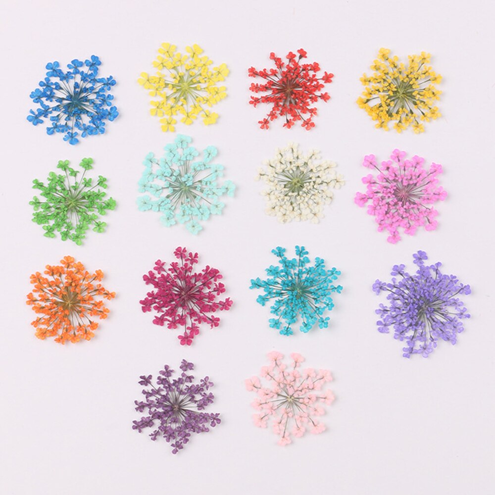 12/30Pcs Pressed Dried Ammi Majus Flower Dry Plants Necklace Jewelry Making Craft DIY Accessories Artificial Flower Decorations