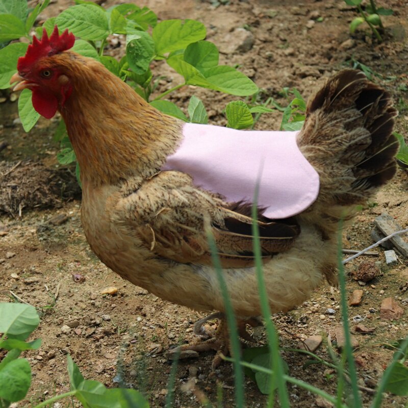! enkelvoudige riem kippenschort/zadel, verenbeschermer voor pluimvee - standaardmaat (groen)