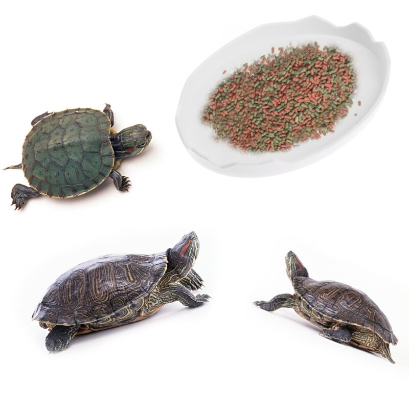 Kæledyr skildpadde slange krybdyr terrarium drikke mad vand skål fad feeder værktøj
