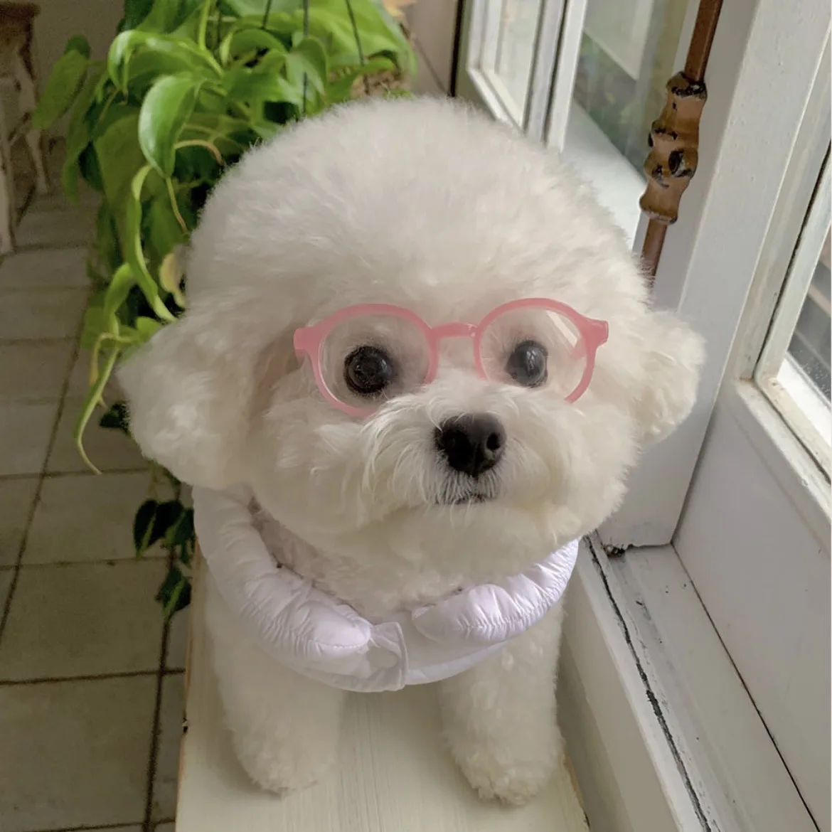 Nuevas gafas de sol Instagram para perros y gatos, gafas bonitas para perros, accesorios de decoración para mascotas de Halloween, accesorios para mascotas: Gris
