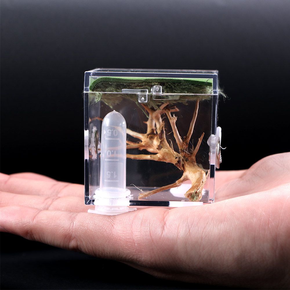 1 Set Ant Spider Small Insect Transparent Terrarium Reptile Breeding Box Assembled Eco Box with Top Feeding