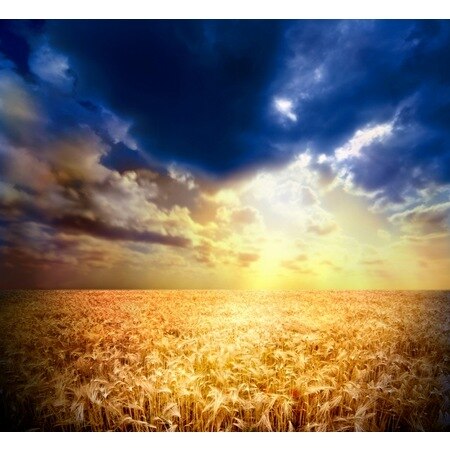 Sky Yellow Field Wallpaper 289469656