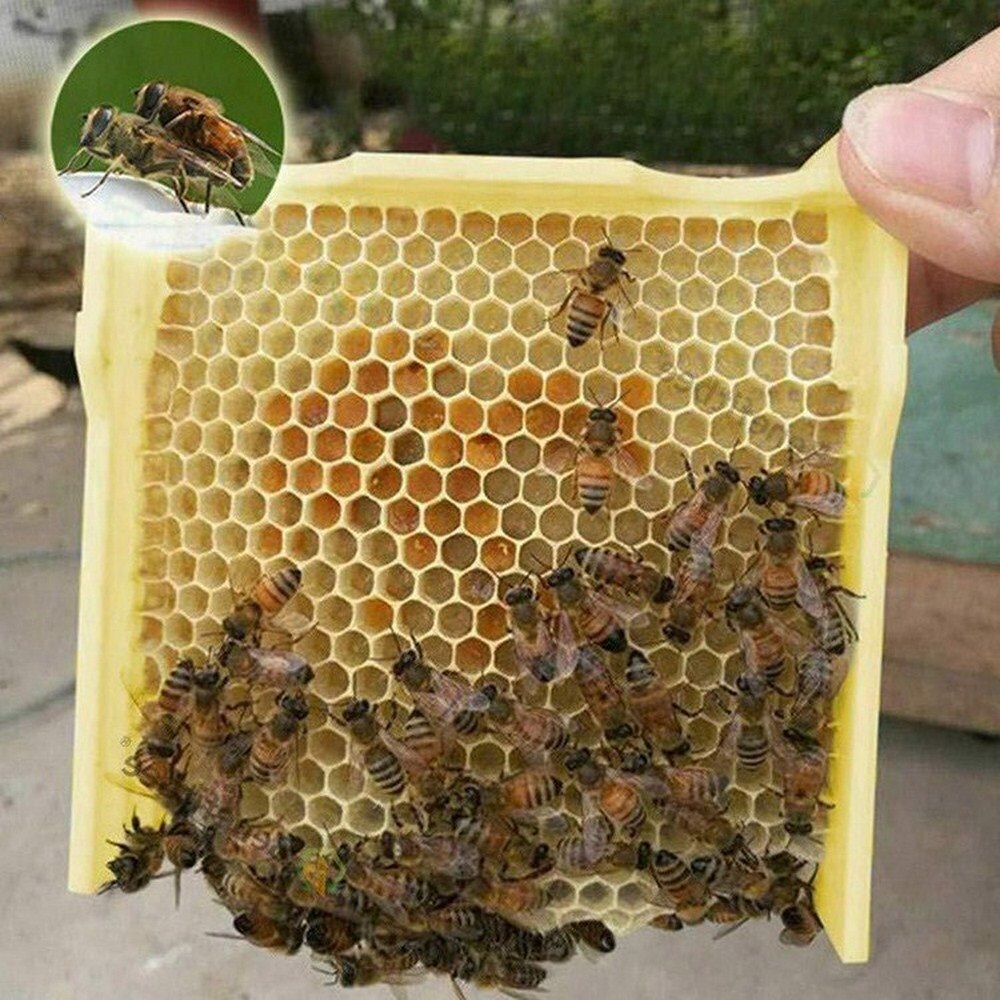 Biene Bienenstock Bienenzucht König Kasten Bestäubung Kasten Schaum Rahmen Bienenzucht Werkzeug Bausatz Ernte Biene Bienenstock Hause Bienenstock fallen Imker Werkzeuge