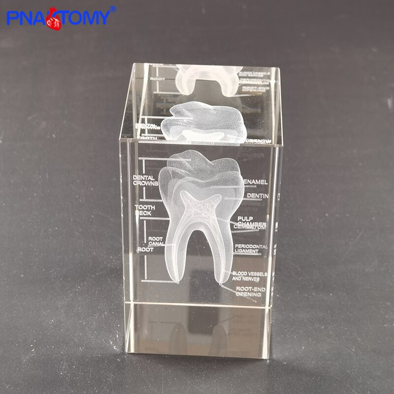 Squelette en cristal, humain, , dents, cœur, poumons, avec Instruction, modèle Transparent, démonstration médicale, anatomie: Tooth6X6X10CM