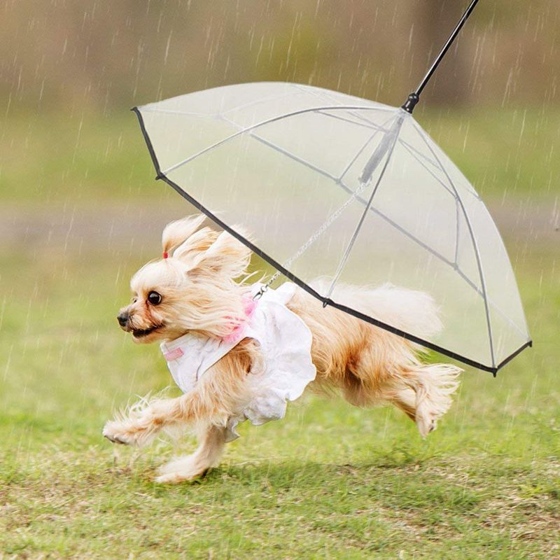 Hond Paraplu Met Leash View Clear Transparante Vouwen Puppy Paraplu voor Kleine Honden-Biedt Bescherming tegen regen