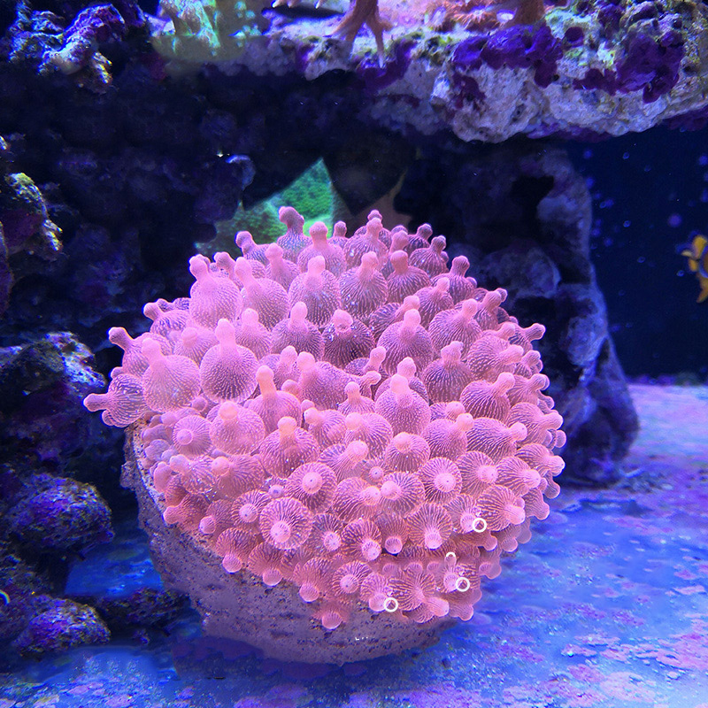 Magnetische Anemone Nest Voorkomen Weglopen Klei En Live Rock Gemaakt Voor Aquarium Reef Tank Aquarium Planten