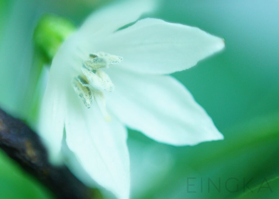 Anillo adaptador de Metal para lente de cámara inversa, tubo de extensión Macro para Sony A6300, A6400, A6500, A5100, A5000, A9, A7, A7R II, A7S, NEX7, e-mount