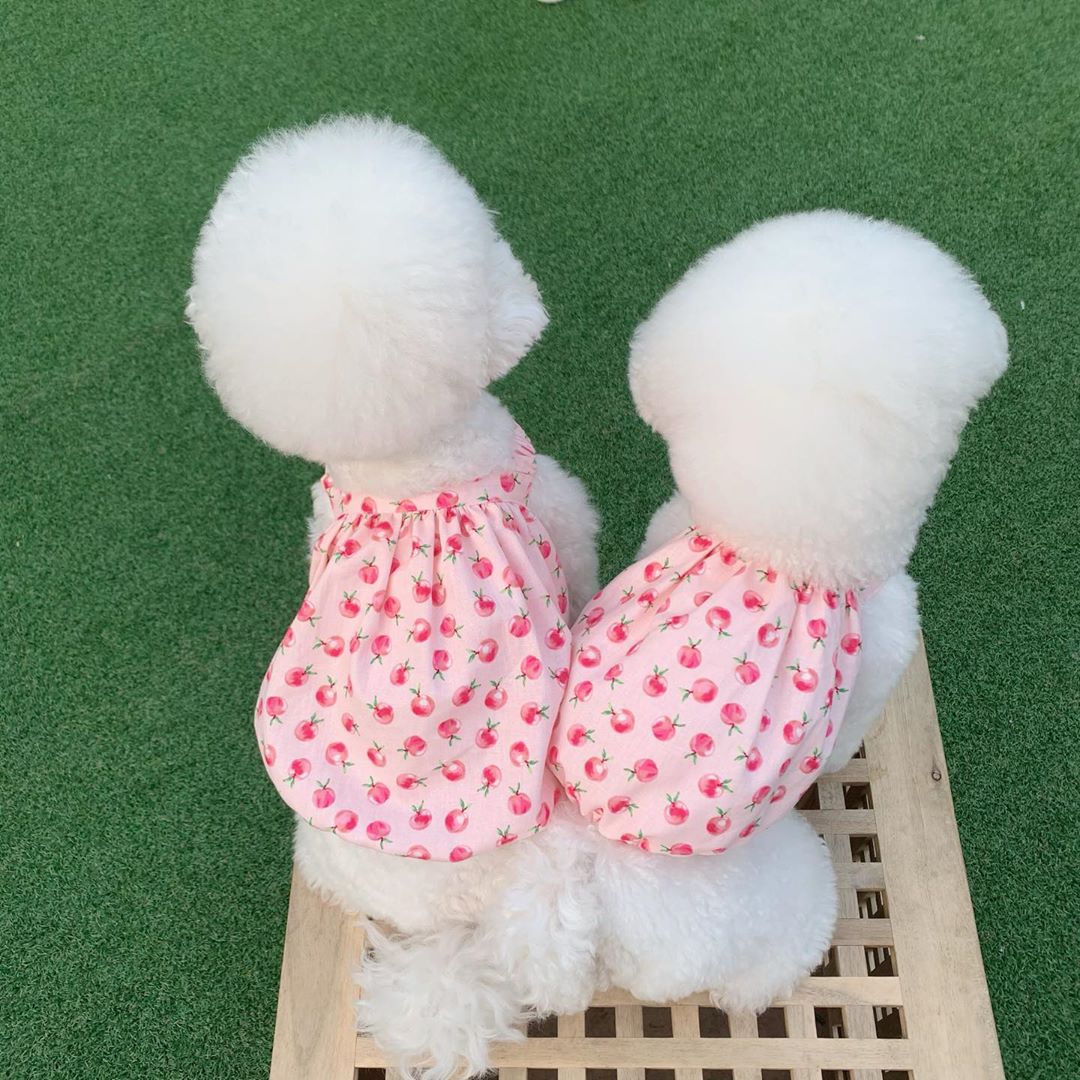 Luxury Dog Dresses for Small Dogs Printed Cute Short Dog Clothes Flexible Cotton Vestidos Para Perritas for Puppy Birthday Dress