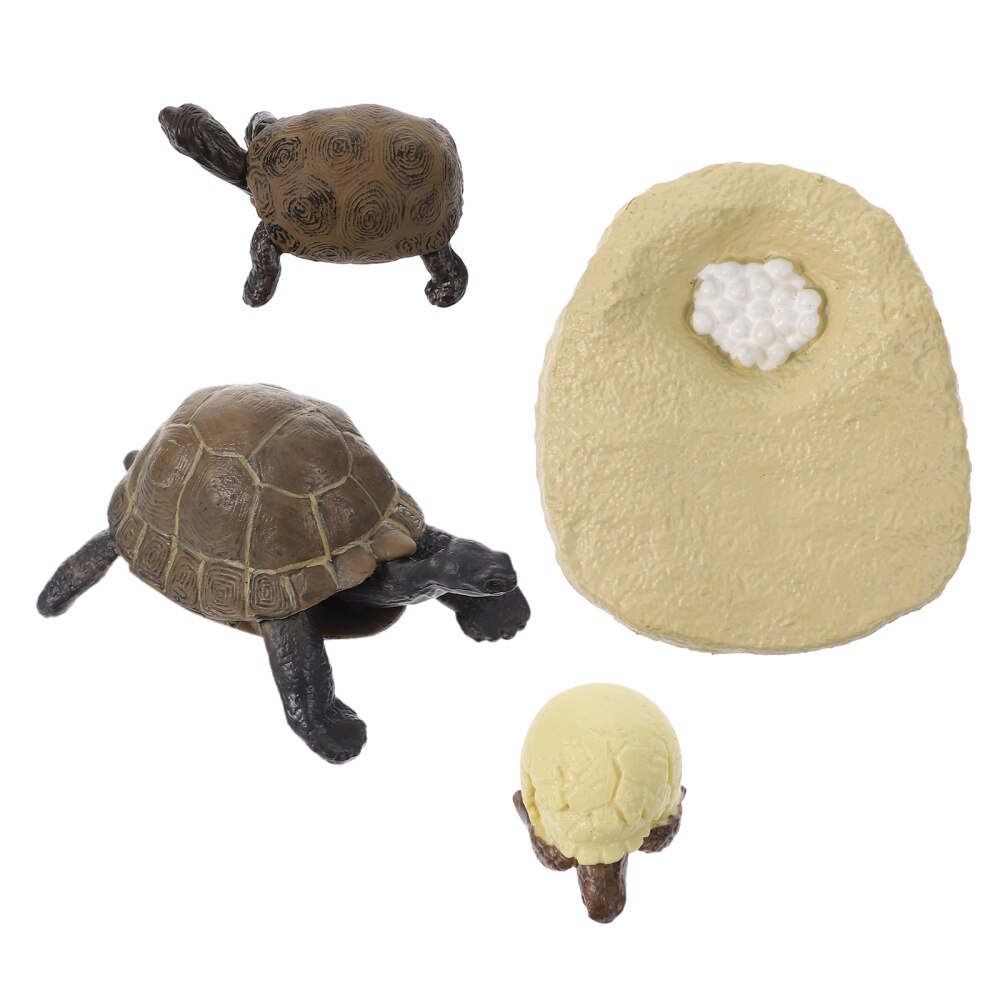 1 Set Tortoise Growth Cycle Models Simulated Tortoise Adornments Cognitive Toys