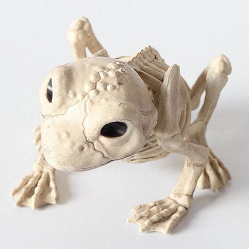 Squelette Animal Dragon grenouille 100% os en plastique | Décoration de fête, accessoire d'horreur, accessoire d'halloween, Animal maison d'horreur: Frog