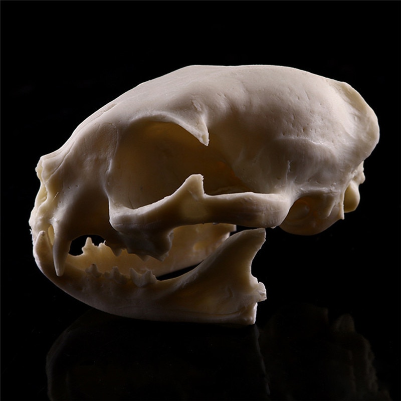 Realistisk kattskalleharts replika undervisning skelett modell akvarium halloween rekvisita hemska förnödenheter heminredning