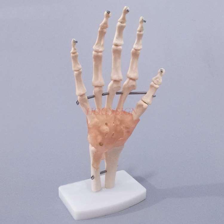 Hand Knochen Modell Handgelenk Gemeinsamen Hand Anatomie Knochen Bänder Beweglichen Struktur Phalanx Radius bilden