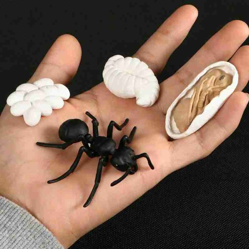 5 set simulering insekter djur livs tillväxt cykel modell mini storlek groda kyckling sköldpadda myra biologi utbildning leksaker för barn