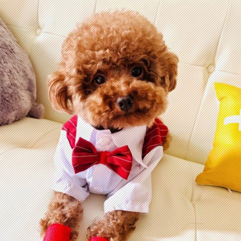 Costume de mariage pour chien et chat, chemise formelle avec nœud papillon, tenue de printemps et d'été pour animal de compagnie