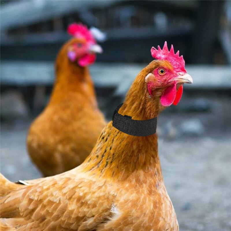 1 par ingen krage hane krave kylling krave støjfri anti-krog halsbånd kraver forsyninger
