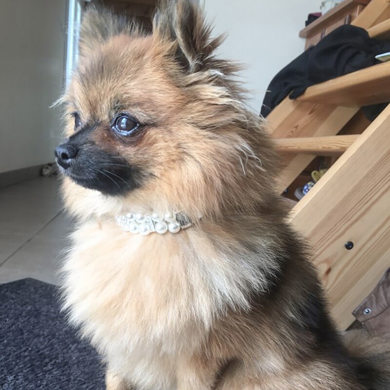 Hundehalsbånd kunstige perler pigghalsbånd kjæledyrhalsbånd justerbart skinnhalsbånd for liten hund