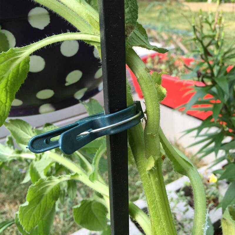 80 stuks tuinplanten vaste clip wijnstokken druiven steun bevestiging groenten bloemen stropdas gesp klem beugel