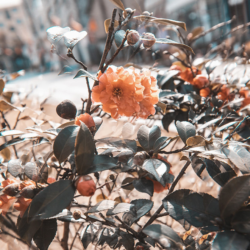 77mm Kaleidoscope Prism Linear Prism Filter Camera Glass Filter Variable Number Of Shooting Objects Special Effects Filter