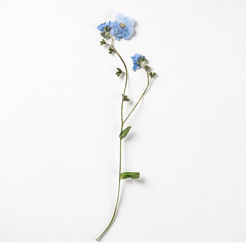 Fleur séchée Myosotis Sylvatica avec tige, goutte à goutte, colle, étui de téléphone portable, fabrication de bijoux, 12 pièces/paquet