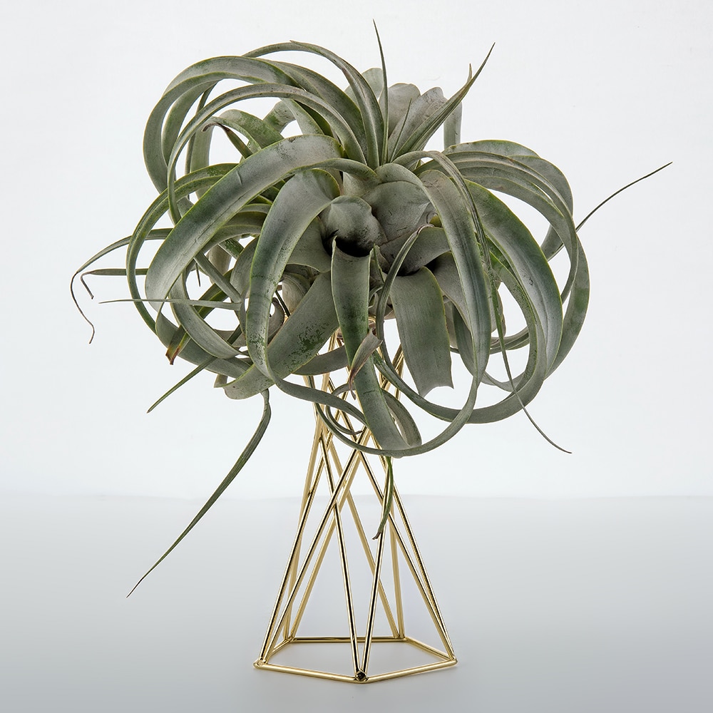Set of 2 Air Plant Stand Air Plant Holder Tillandsia Holder Air Plant Display Stand Streptophylla Air Plant Stand