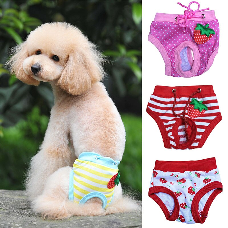 Lief teefje, puppy, gestreepte panty, korte luier, ondergoed