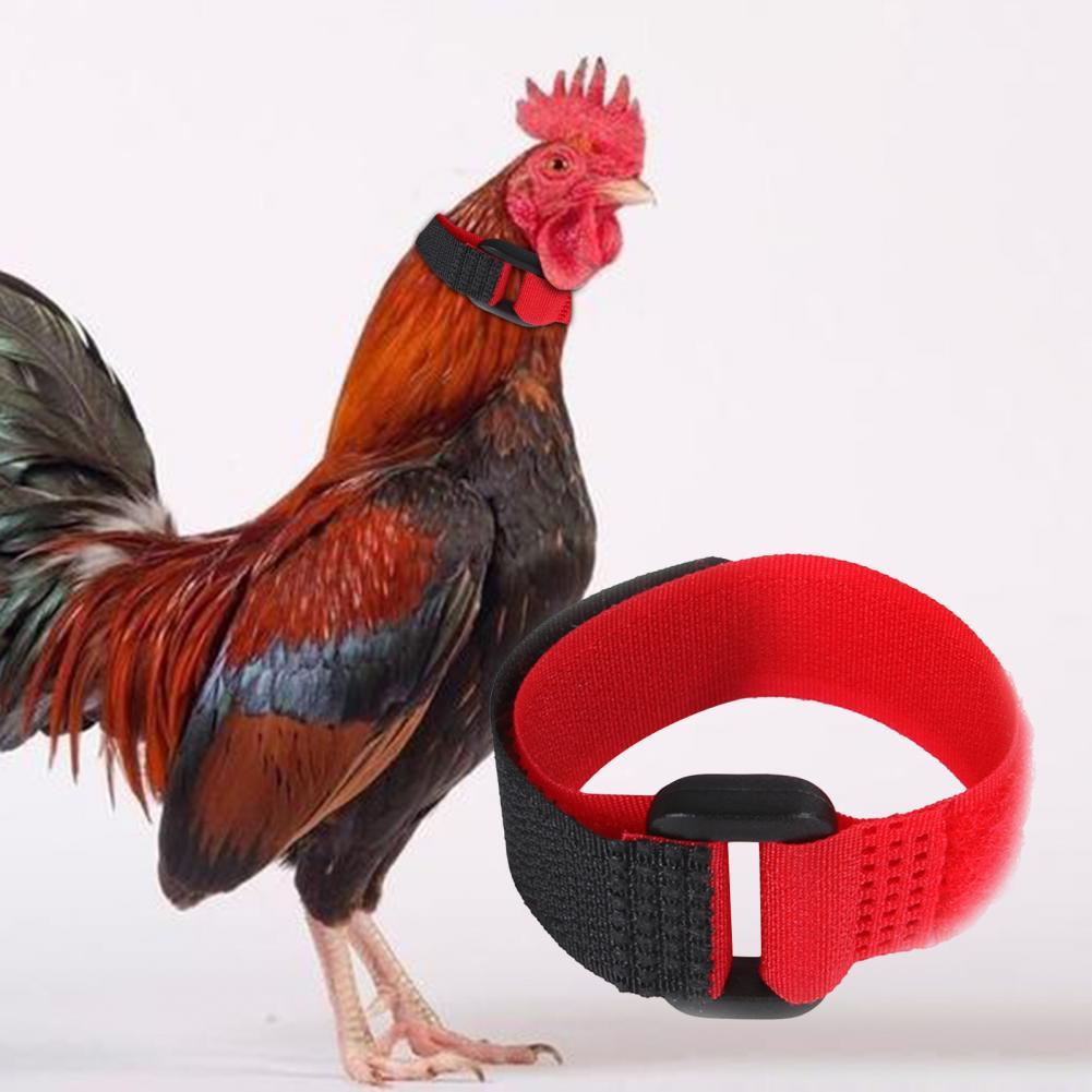 2 Stuks Kip Kraag Anti Crow Noise Gratis Haan Riem Verstelbare Gesp Pluimvee Supplies Voor Eenden Farm Animal Levert
