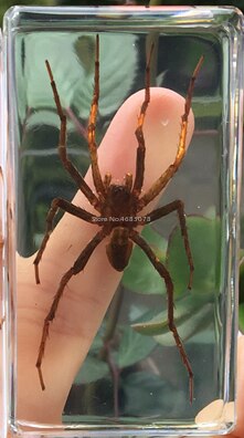 1 stykke edderkop prøve tarantula i klar harpiks pædagogisk udforske instrument skole biologi undervisningsartikler 73 x 41 x 20mm: Lille tarantula