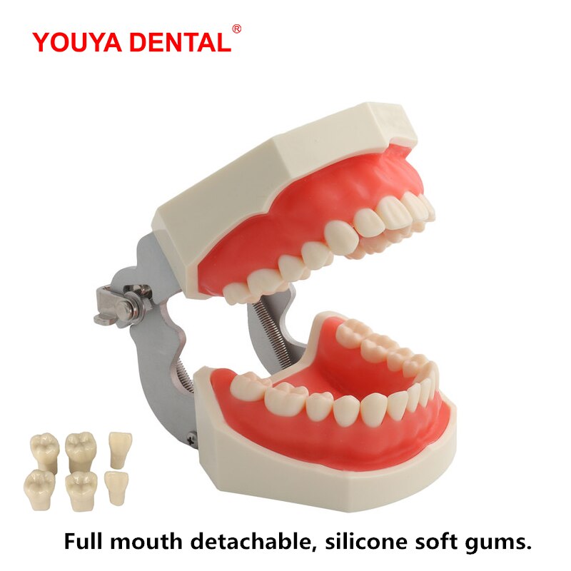 Standard Dental Teeth Model For Dental Technician Practice Studying Jaw Model With Removable Teeth Teaching Gum Typodont Models