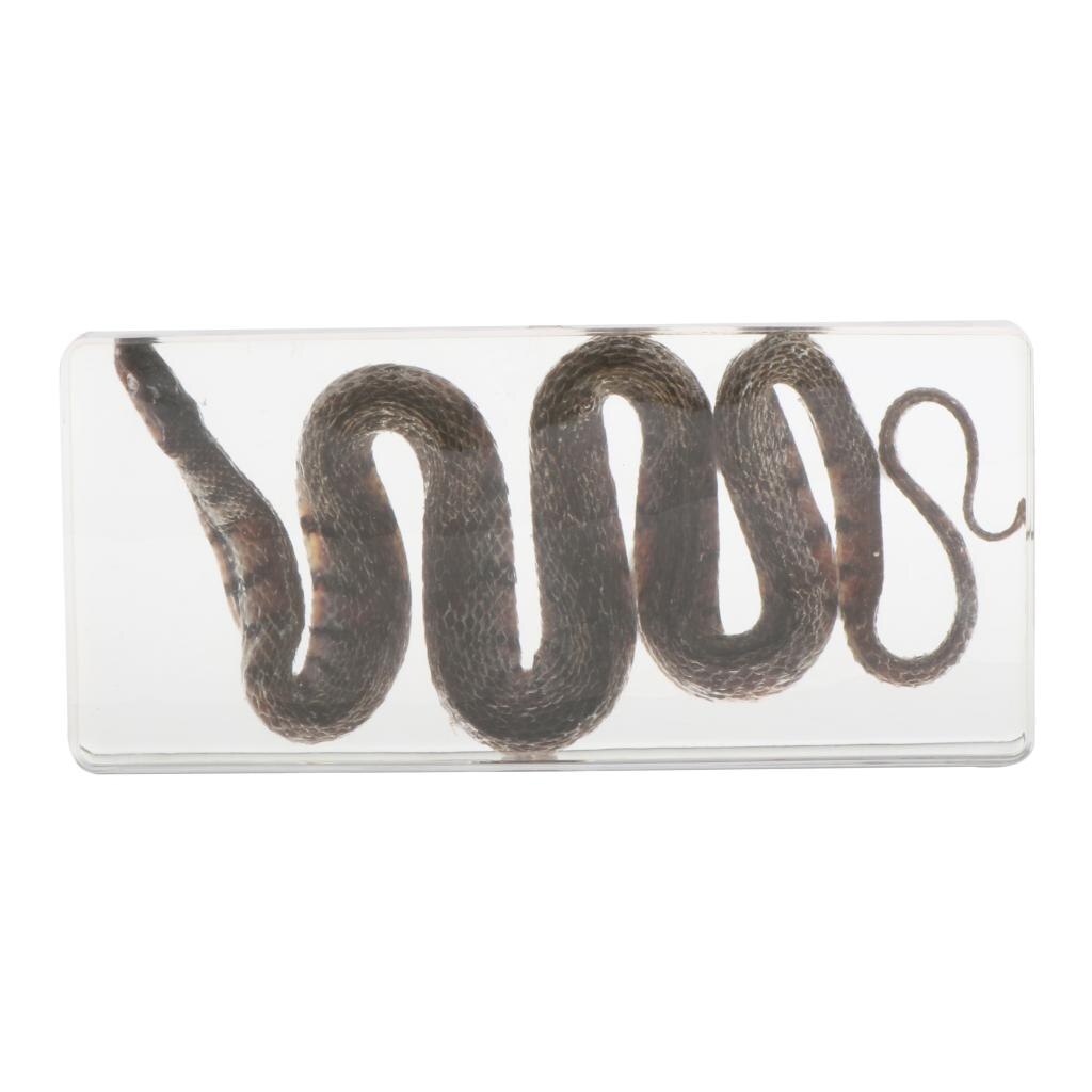 Kids Children Specimen Educational Explore Instrument School Biological Teaching Aids Biological Supplies: water snake
