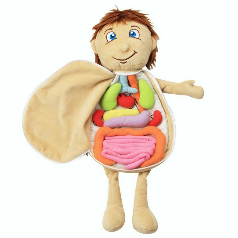 2022 Model Anatomie Pop Menselijk Torso Body Model Anatomie Anatomisch Interne Organen Voor Onderwijs Educatief Zacht Speelgoed