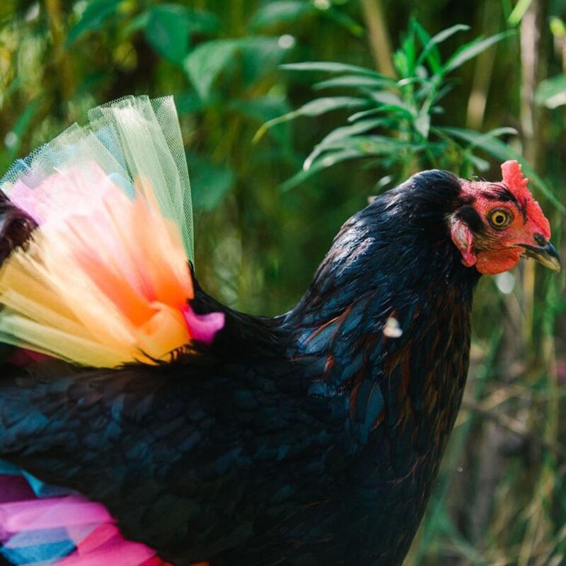 Disfraz de pollo, falda, tutú, decoración de gallina, Protector de plumas de aves de corral, vestido de Cosplay para Halloween, accesorios para