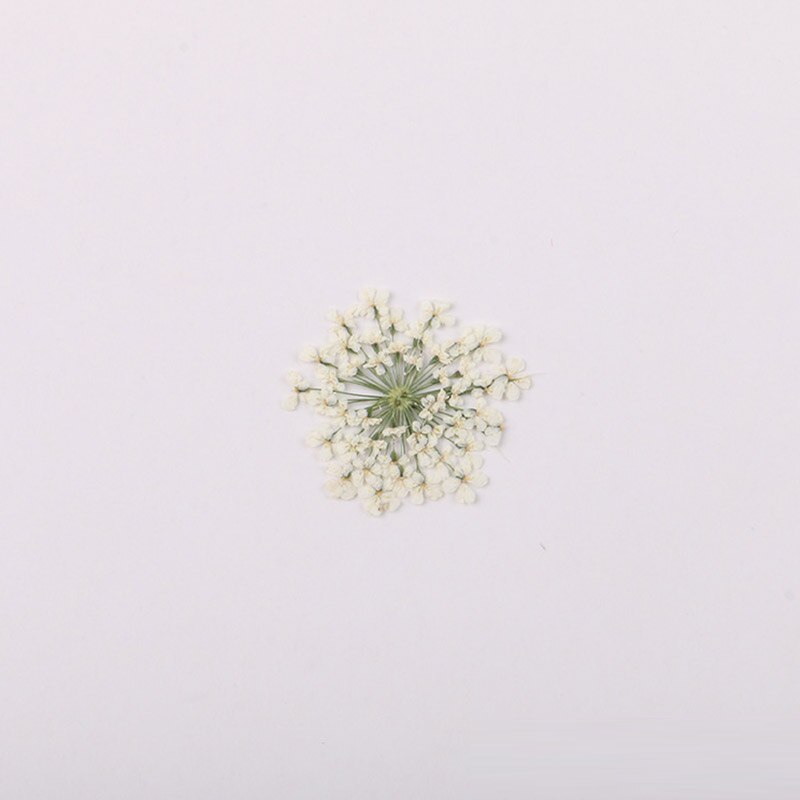 100 stk / pose vintergæk blomst naturlig tørret blomst presset blomst manicure tørret blomst dryp lim mobiltelefon cover gør det selv materiale: 14