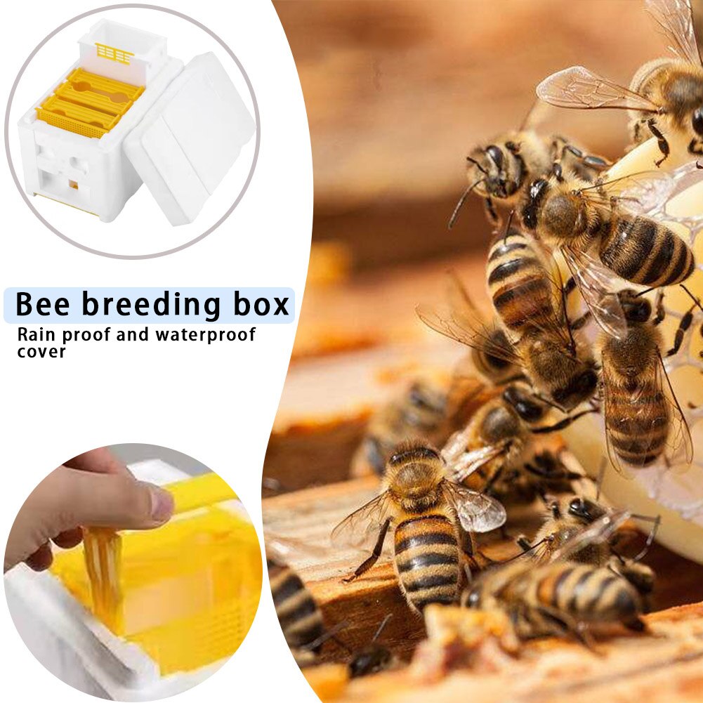 Rainha abelha criação de acasalamento colméia nuc colheita polinização abelhas colmeia caixa ferramentas apicultura reserva para apicultores suprimentos
