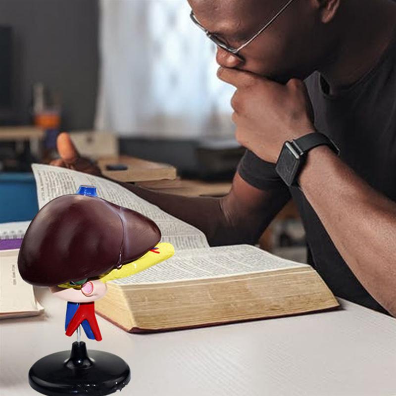 1Pc Human Lever Model Lever Anatomisch Model Ziekenhuis Onderwijs Instrument