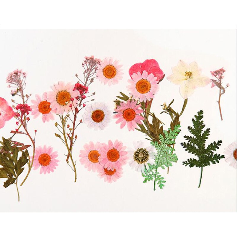 Dried Flowers specimen Pressed Scrapbook Bookmark Card DIY Art Craft Decor