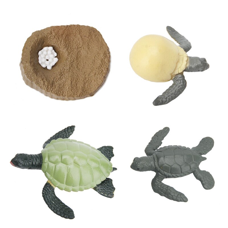 Dieren Groei Levensduur Cyclus Model Set Kikker Mier Muggen Zee Schildpad Simulatie Model Actiefiguren Onderwijs Materiaal For A: C